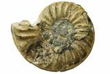 Jurassic Ammonite (Hildoceras) - England #189651-1